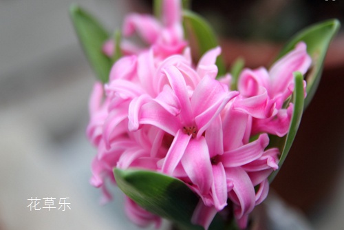 花語大全：風(fēng)信子花語