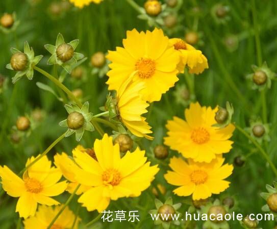 悲傷嫉妒，離別之痛：金盞菊的花語