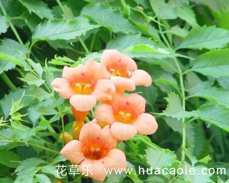 敬佩和聲譽、慈母之愛：紫葳花語（凌霄花花語）