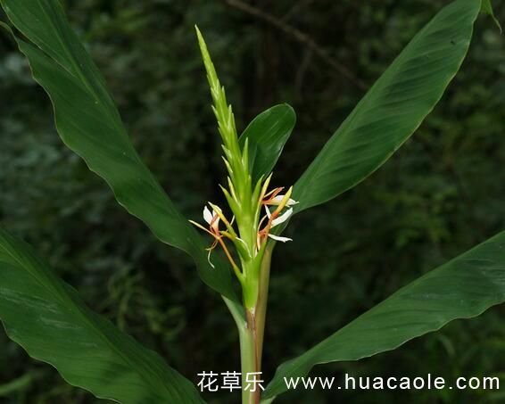 姜花花語(yǔ)及姜花傳說(shuō)