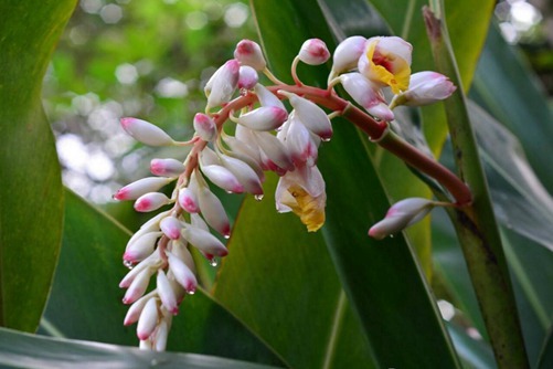 姜花花語(yǔ)及姜花傳說(shuō)