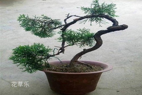 龍柏怎么養？龍柏盆景養護管理