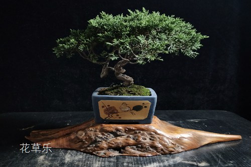 樓頂如何養(yǎng)好真柏，在真柏養(yǎng)護過程中有什么具體要求