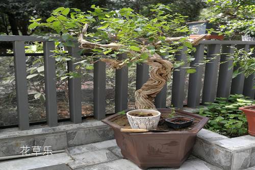 金銀花開花時節十分美觀,制作金銀花盆景有什么技術要求