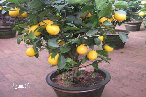 我的的檸檬盆栽被檸檬果壓彎了腰。檸檬盆栽怎么養？才能碩果累累