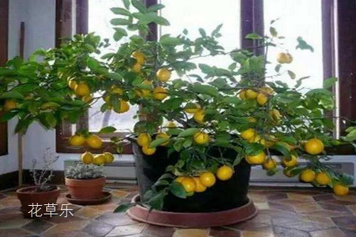 我的的檸檬盆栽被檸檬果壓彎了腰。檸檬盆栽怎么養？才能碩果累累