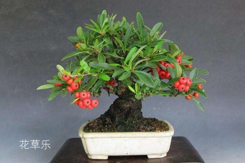 火棘下山樁的盆景制作與火棘盆景的養護