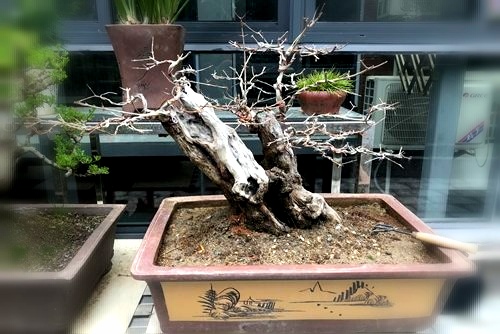 石榴盆景怎么養(yǎng)？石榴盆景如何制作？