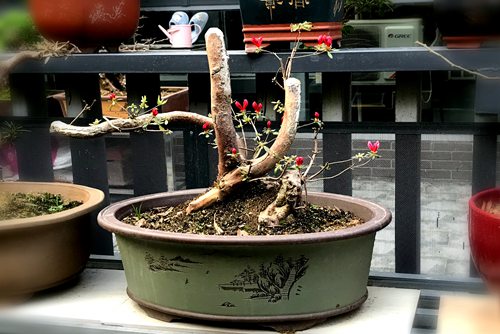 映山紅下山樁栽植成活率很低，有什么方法可提高栽植成活率？