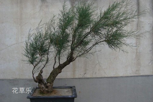 觀音木(檉柳)怎樣養(yǎng) 觀音木的養(yǎng)護(hù)培育繁殖介紹