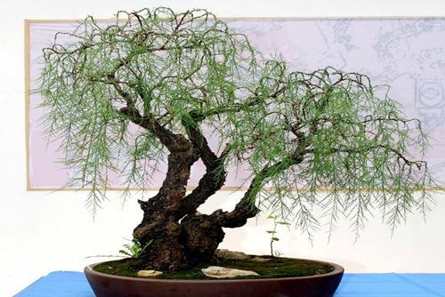 觀音木(檉柳)怎樣養(yǎng) 觀音木的養(yǎng)護(hù)培育繁殖介紹