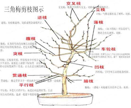 三角梅什么時候剪枝最好 怎么修剪