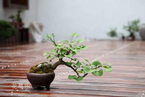 盆栽銀杏怎么養？銀杏樹的盆栽種植與養護方法介紹