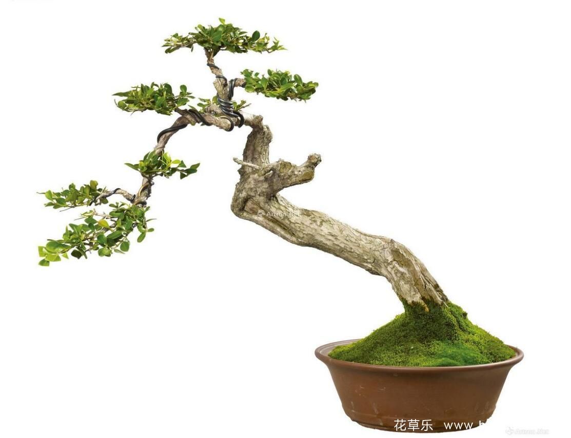 怎樣給黃楊盆景澆水施肥 需要注意什么