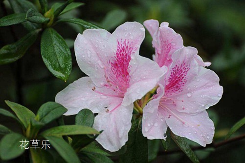 杜鵑花怎樣澆水，花開(kāi)得才艷麗而且花期又長(zhǎng)