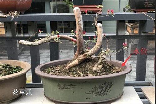 杜鵑花怎樣澆水，花開(kāi)得才艷麗而且花期又長(zhǎng)