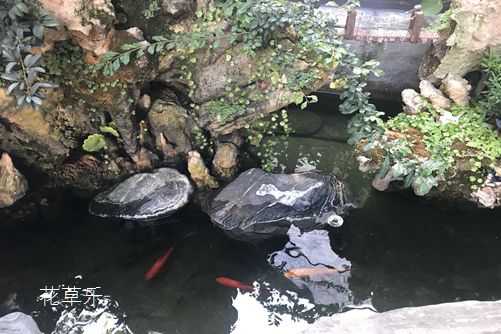 杜鵑花怎樣澆水，花開(kāi)得才艷麗而且花期又長(zhǎng)