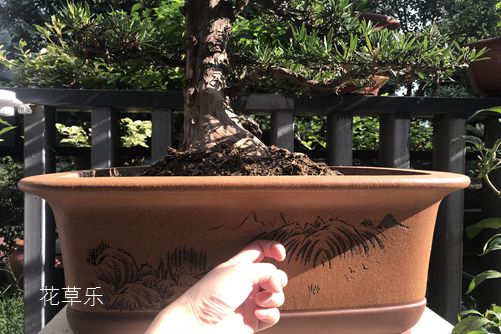 杜鵑花怎樣澆水，花開(kāi)得才艷麗而且花期又長(zhǎng)