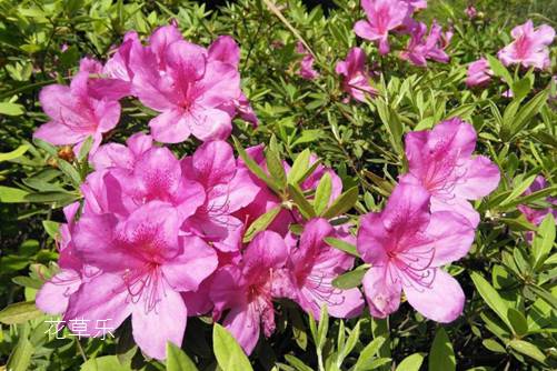 杜鵑花怎樣澆水，花開(kāi)得才艷麗而且花期又長(zhǎng)