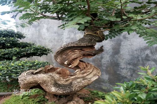 清香木怎么養(yǎng)？才能香氣四溢連蚊子都不敢飛進院子里