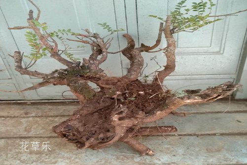 清香木怎么養(yǎng)？才能香氣四溢連蚊子都不敢飛進院子里