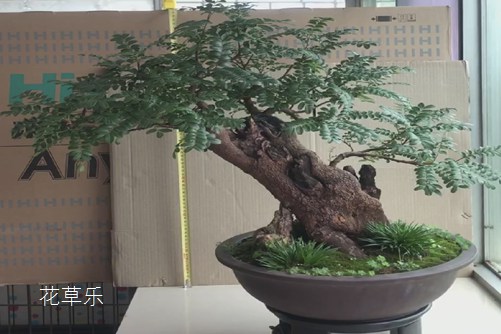清香木怎么養(yǎng)？才能香氣四溢連蚊子都不敢飛進院子里