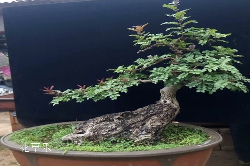 清香木怎么養(yǎng)？才能香氣四溢連蚊子都不敢飛進院子里