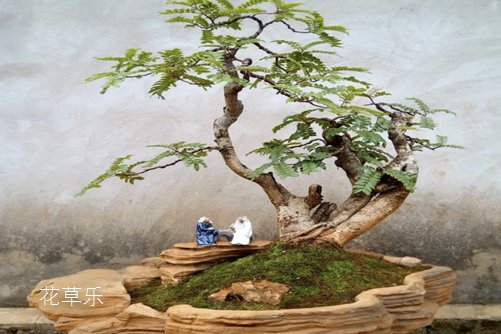 清香木怎么養(yǎng)？才能香氣四溢連蚊子都不敢飛進院子里