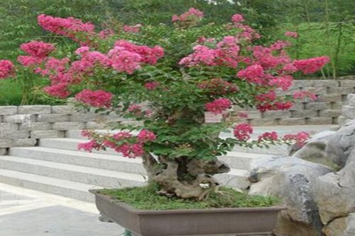紫薇怎么養(yǎng)？如何使紫薇盆景花開四度？