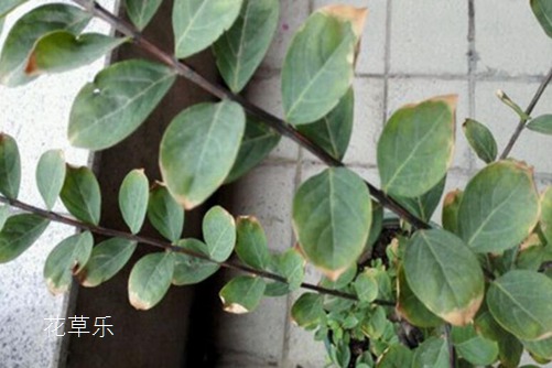紫薇花葉子發黃怎么辦？葉子發黃的原因與防治