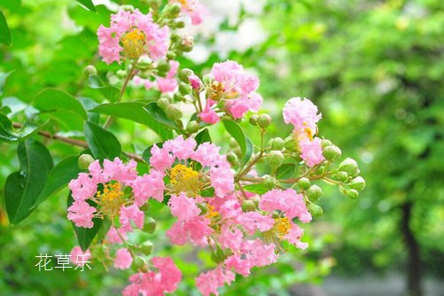 紫薇花葉子發黃怎么辦？葉子發黃的原因與防治