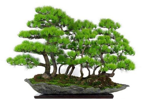 五針?biāo)稍趺答B(yǎng)？五針?biāo)傻酿B(yǎng)護(hù)與管理