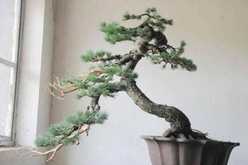 五針?biāo)稍趺答B(yǎng)？五針?biāo)傻酿B(yǎng)護(hù)與管理