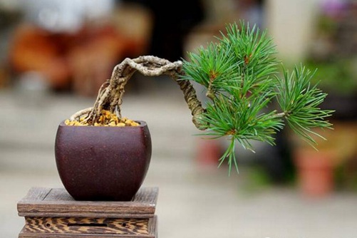 五針?biāo)稍趺答B(yǎng)？五針?biāo)傻酿B(yǎng)護(hù)與管理