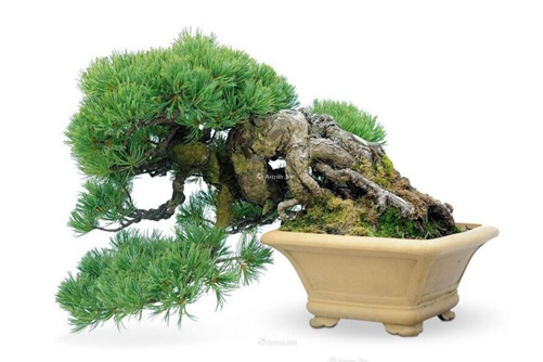 五針?biāo)稍趺答B(yǎng)？五針?biāo)傻酿B(yǎng)護(hù)與管理