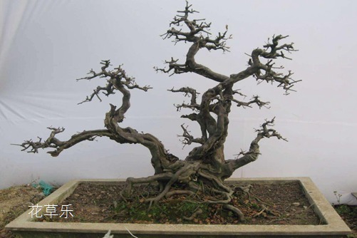 都說雀梅易活難養,其實雀梅盆景養護中澆水是關鍵