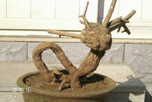 迎春花怎么養(yǎng) 迎春花盆景的制作介紹