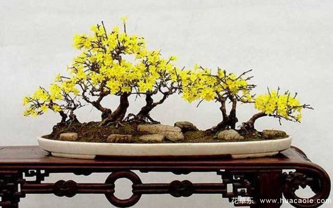 迎春花怎么養(yǎng) 迎春花盆景的制作介紹