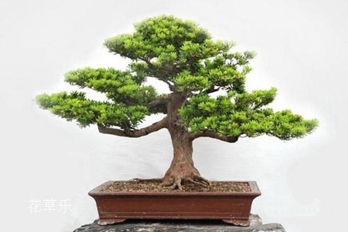 羅漢松怎么養 春季羅漢松的養殖方法介紹