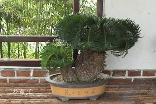 蘇鐵盆景應(yīng)如何對(duì)葉片造型？如何矮化葉片？
