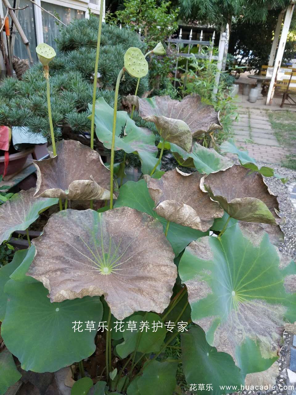 夏日保你盆景不死，5個(gè)養(yǎng)護(hù)要點(diǎn)和禁忌小妙招