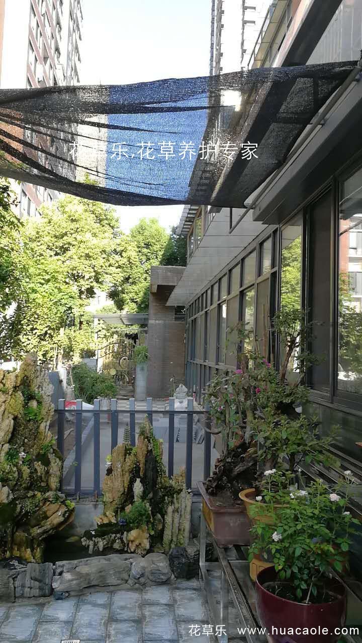 夏日保你盆景不死，5個(gè)養(yǎng)護(hù)要點(diǎn)和禁忌小妙招