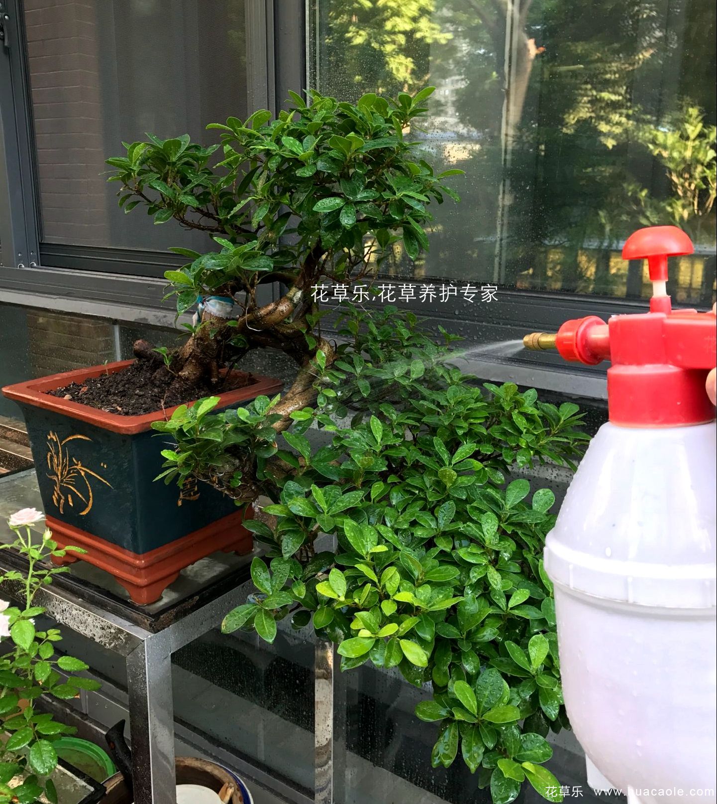 夏日保你盆景不死，5個(gè)養(yǎng)護(hù)要點(diǎn)和禁忌小妙招
