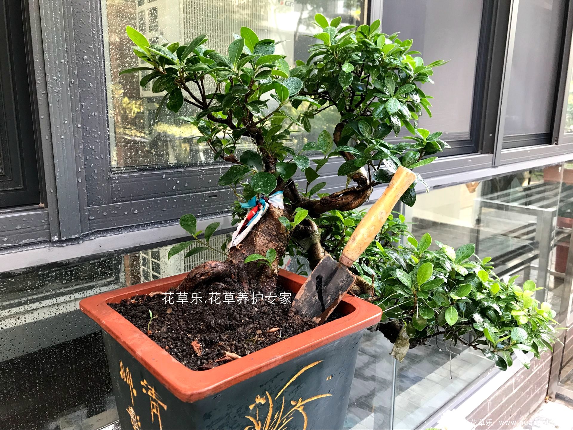 夏日保你盆景不死，5個(gè)養(yǎng)護(hù)要點(diǎn)和禁忌小妙招