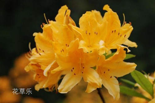 杜鵑花與有毒嗎？杜鵑盆景可以在室內(nèi)養(yǎng)殖嗎？