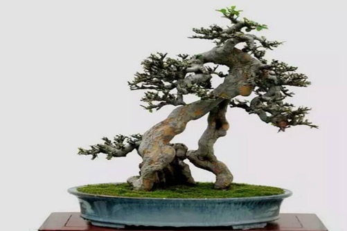 夏季榆樹的養(yǎng)護與管理，如何讓榆樹安全渡夏