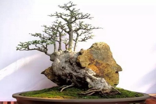 夏季榆樹的養(yǎng)護與管理，如何讓榆樹安全渡夏