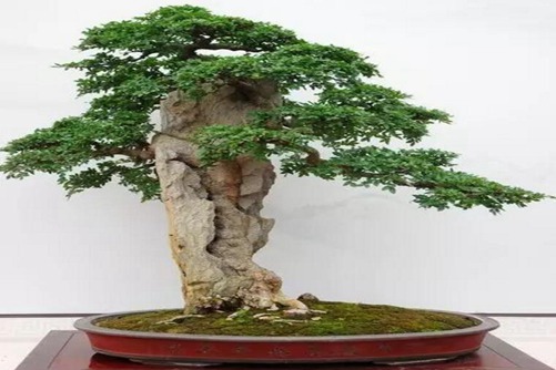 夏季榆樹的養(yǎng)護與管理，如何讓榆樹安全渡夏