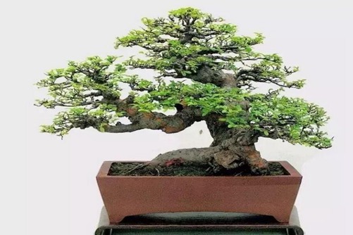 夏季榆樹的養(yǎng)護與管理，如何讓榆樹安全渡夏