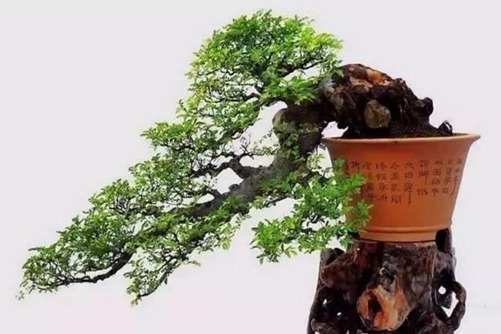 夏季榆樹的養(yǎng)護與管理，如何讓榆樹安全渡夏